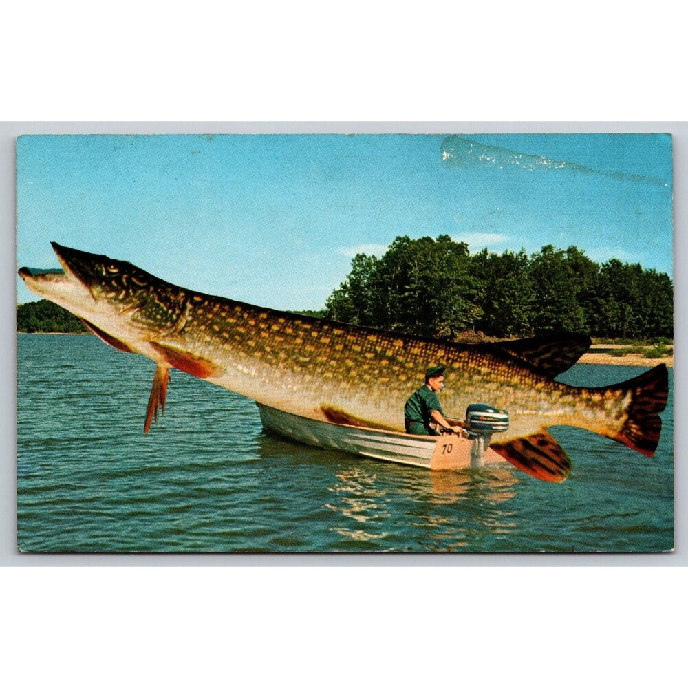 Postcard Terrific Fishing Here Boat Exaggeration Unposted c1960s